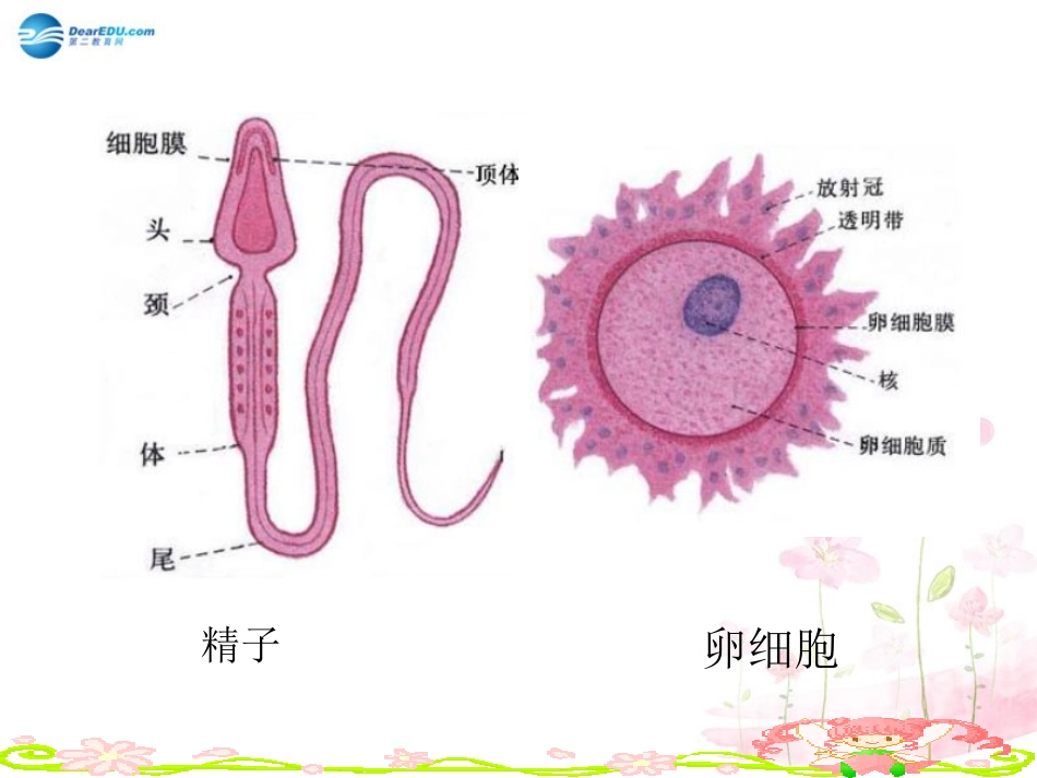 七年级生物下册 第八章 第一节 精卵结合孕育新的生命课件2 （新版）苏教版_第2页