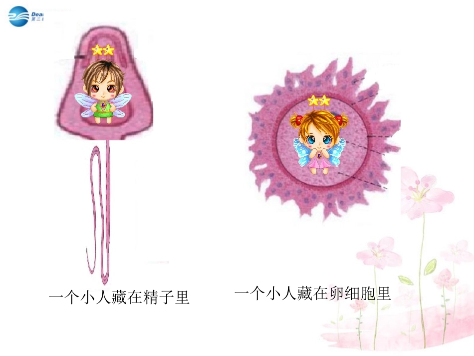 七年级生物下册 第八章 第一节 精卵结合孕育新的生命课件2 （新版）苏教版_第3页