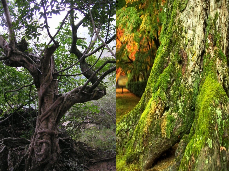 七年级生物上册 第6章 第2节 营养器官的生长课件1 北师大版_第3页