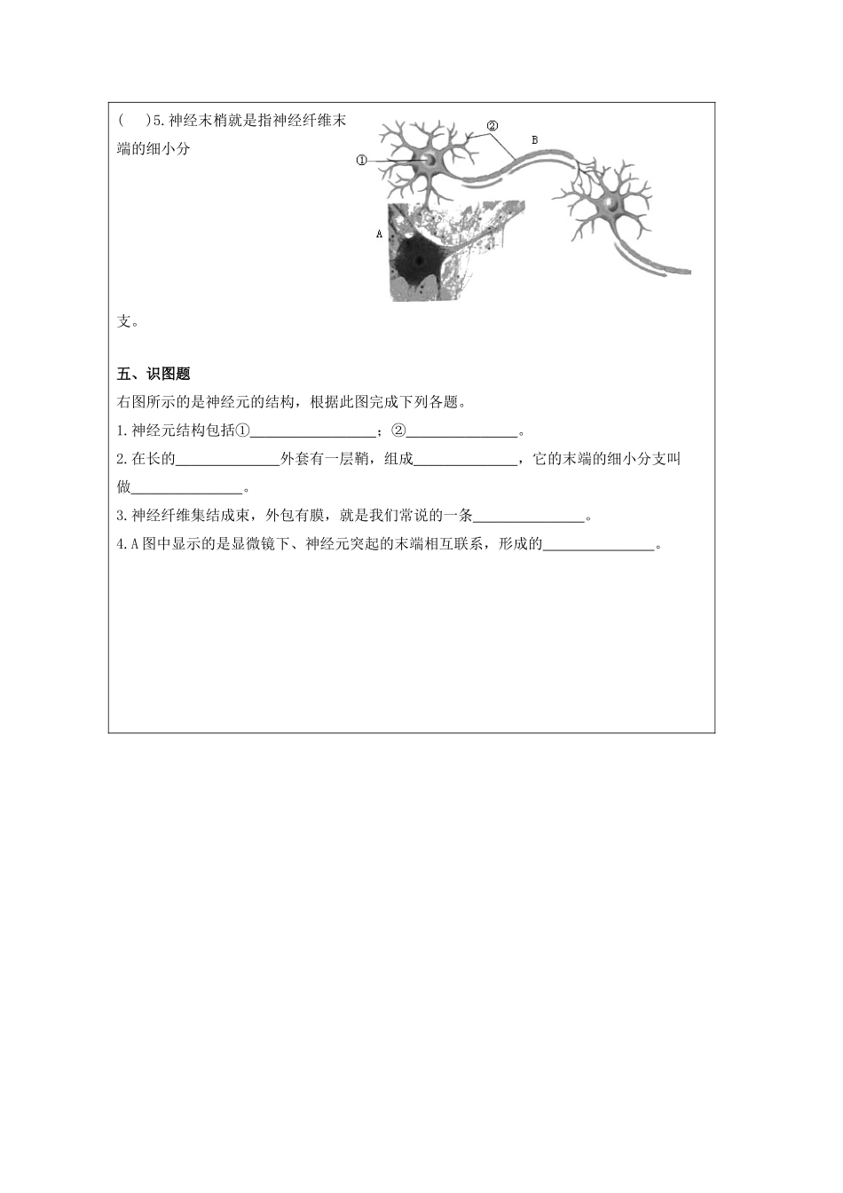 山东省泰安新泰市七年级生物下册 6.2 神经系统的组成学案（无答案） 新人教版_第3页