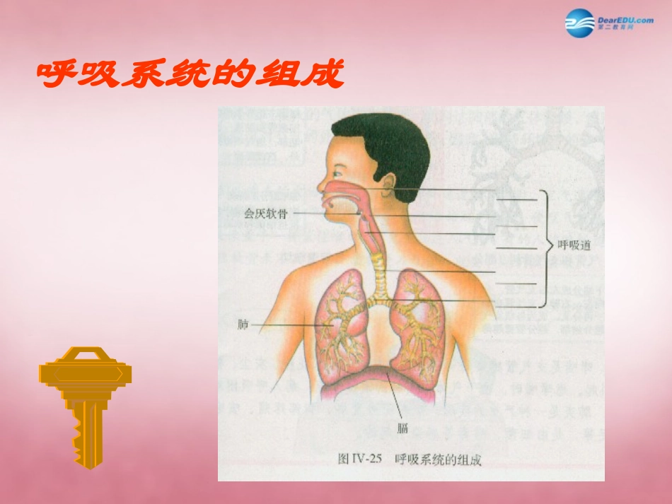 山东省肥城市王庄镇初级中学七年级生物下册 4.3.1 呼吸道对空气的处理课件 新人教版_第3页