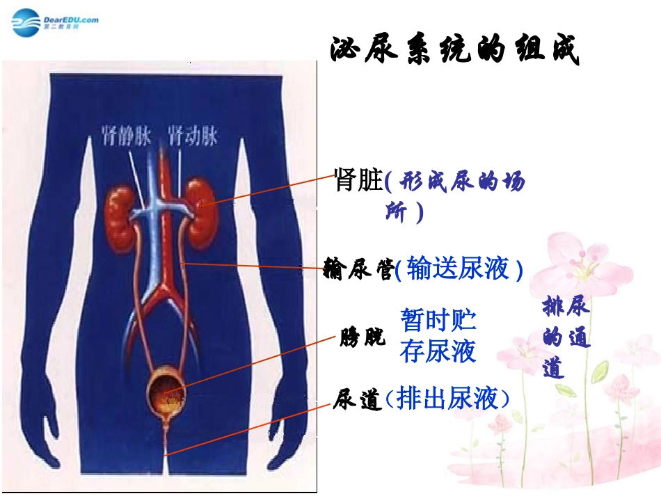 七年级生物下册 第十一章 第一节 人体泌尿系统的组成课件4 （新版）苏教版_第1页