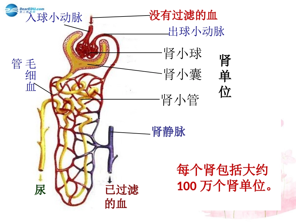 七年级生物下册 第十一章 第一节 人体泌尿系统的组成课件4 （新版）苏教版_第3页