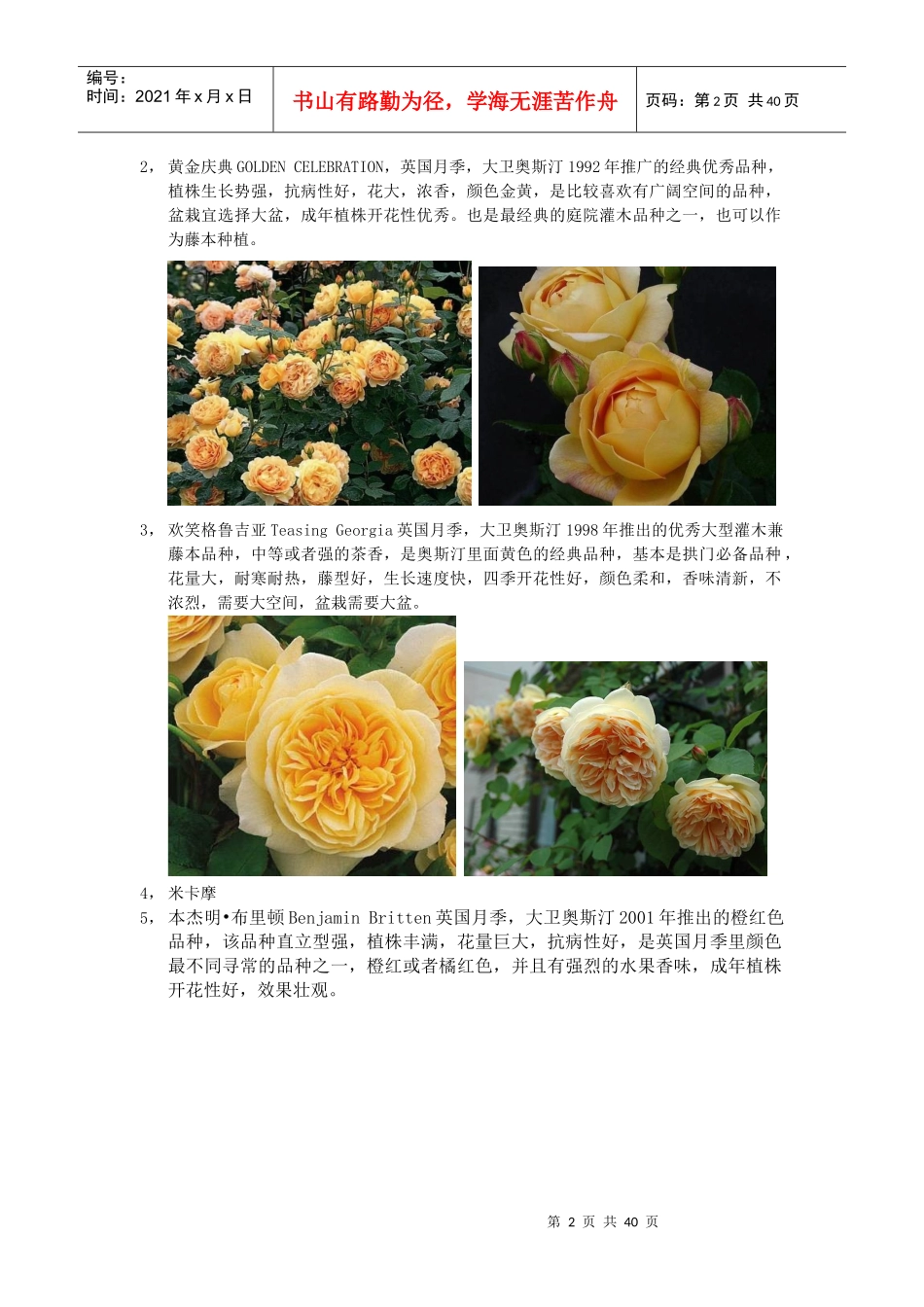 XXXX年月季品种整理_第2页