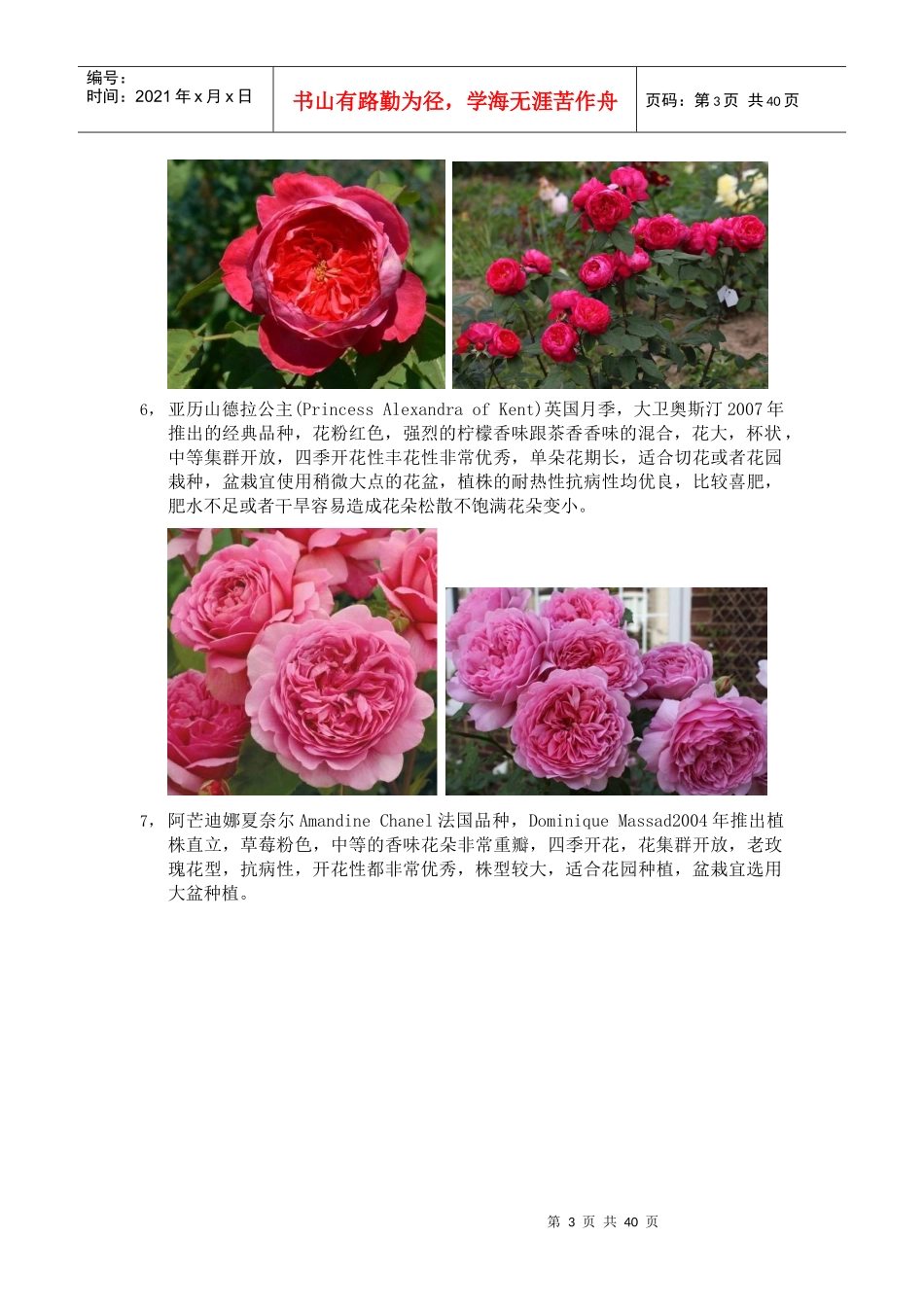 XXXX年月季品种整理_第3页