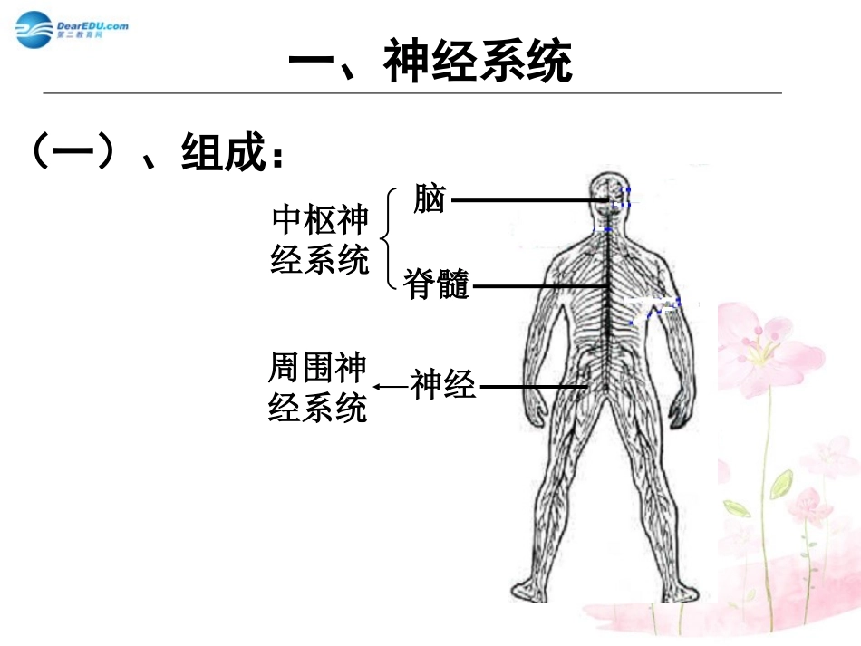 七年级生物下册 第十二章 第二节 人体的神经调节课件1 （新版）苏教版_第2页