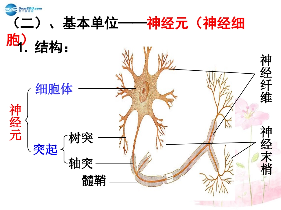 七年级生物下册 第十二章 第二节 人体的神经调节课件1 （新版）苏教版_第3页