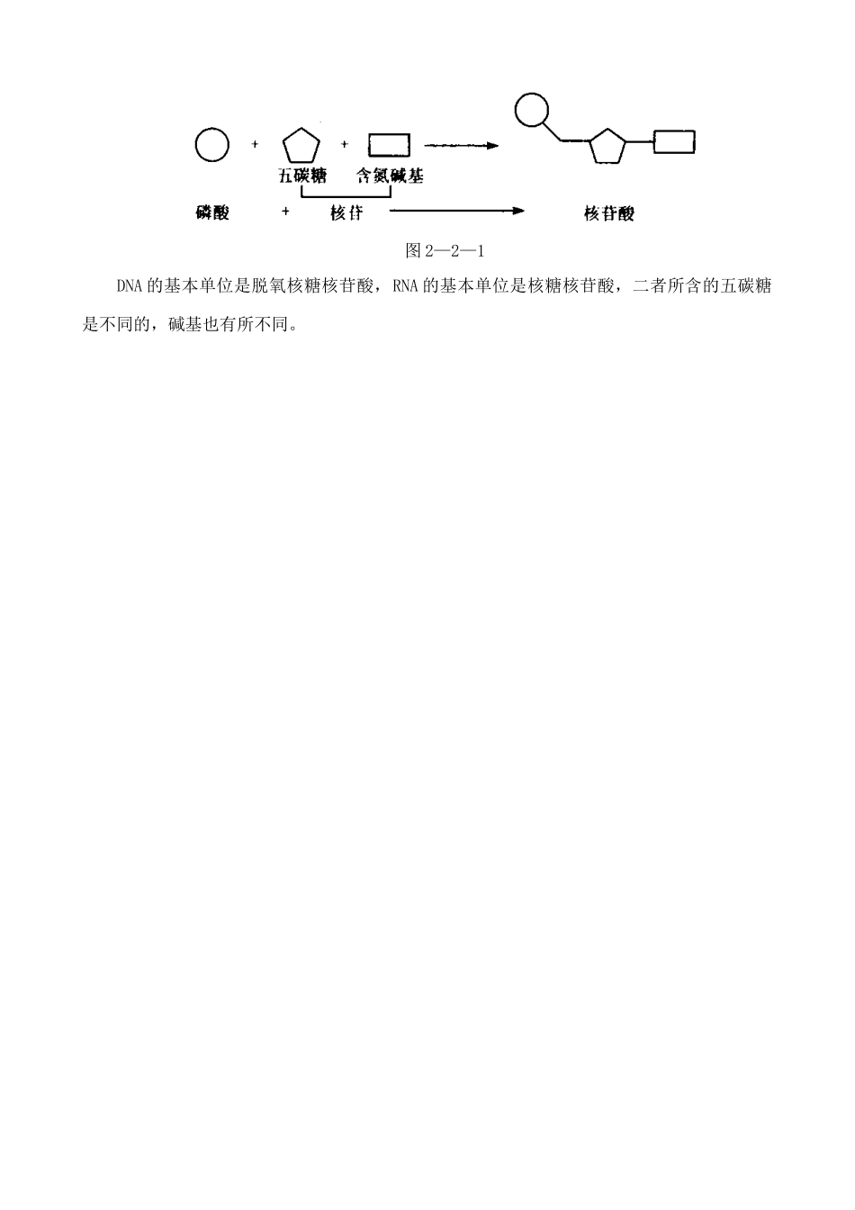 高中生物核酸的结构和功能 合作与讨论 中图版 必修1_第3页