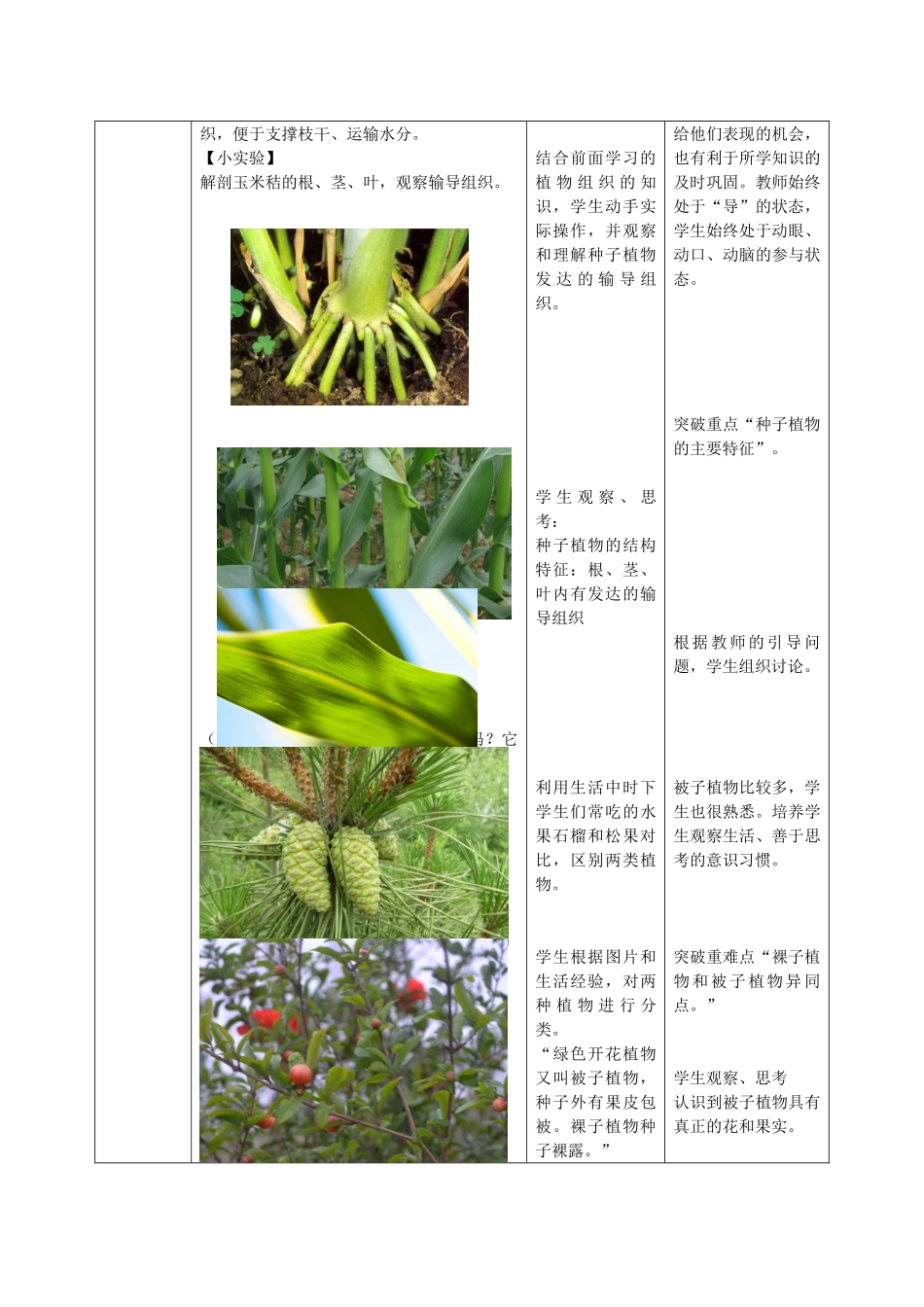 七年级生物上册 第一章 第一节 绿色植物的主要类群（种子植物）教案 （新版）济南版-（新版）济南版初中七年级上册生物教案_第3页