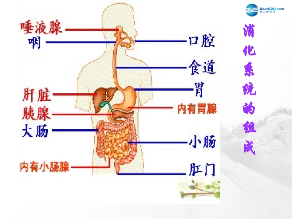 山东省临沂市蒙阴县第四中学七年级生物下册 第四单元 第二章 人体的营养复习课件 （新版）新人教版_第1页