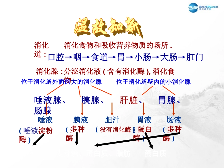 山东省临沂市蒙阴县第四中学七年级生物下册 第四单元 第二章 人体的营养复习课件 （新版）新人教版_第2页