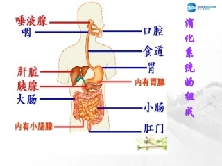 山东省临沂市蒙阴县第四中学七年级生物下册 第四单元 第二章 人体的营养复习课件 （新版）新人教版