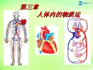 七年级生物下册 3.3 人体内的物质运输复习课件2 （新版）济南版