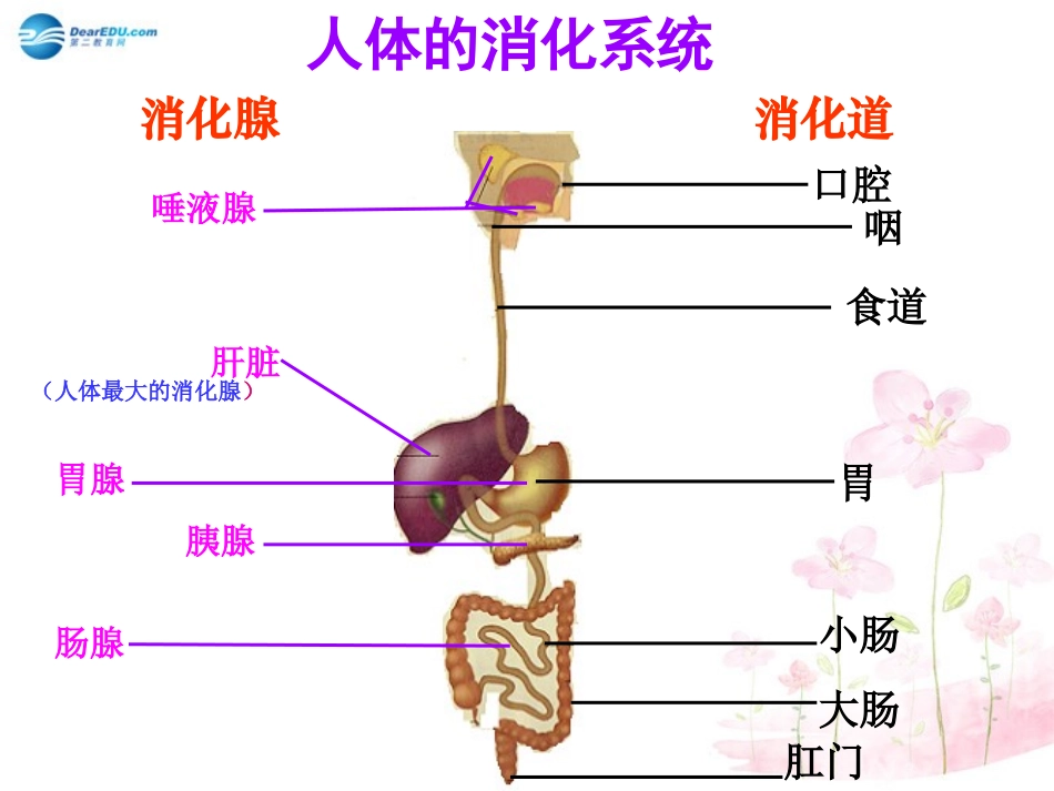 七年级生物下册 第九章 第二节 人体的消化与吸收课件2 （新版）苏教版_第2页