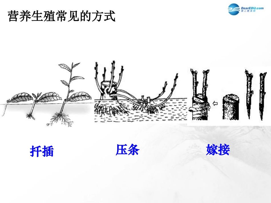 山东省临沂市蒙阴县第四中学八年级生物下册 第七单元 第一章 生物的生殖和发育复习课件2 （新版）新人教版_第3页