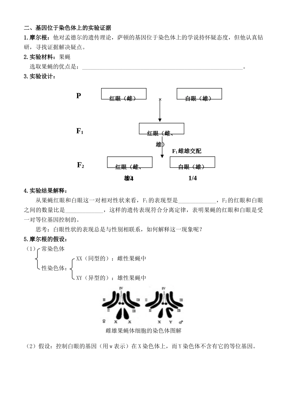 高中生物 《减数分裂和受精作用》教案5 新人教版必修2_第2页