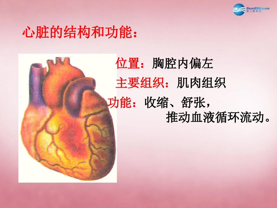 山东省肥城市王庄镇初级中学七年级生物下册 4.4.3 输送血液的泵课件 新人教版_第3页