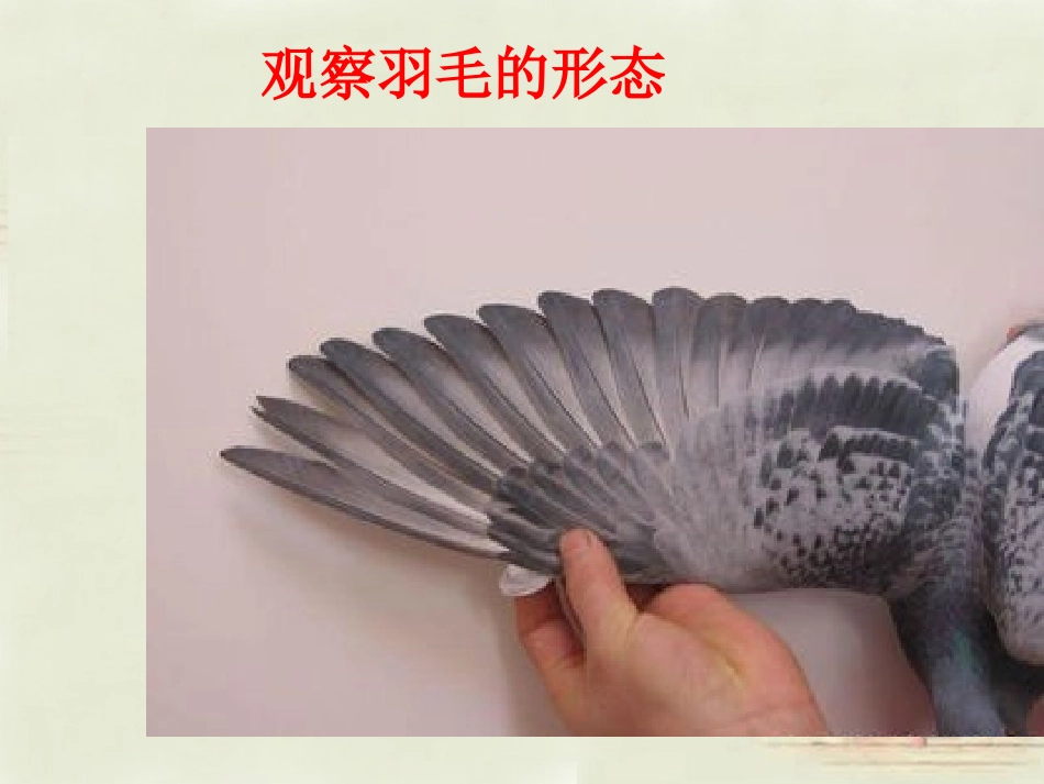 七年级生物上册 2.2.2 脊椎动物的主要类群-鸟类课件 （新版）济南版_第3页