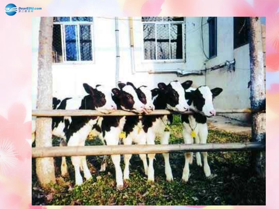 山东省泰安市新泰八年级生物下册 第二章 第一节 基因控制生物的性状课件 新人教版_第3页