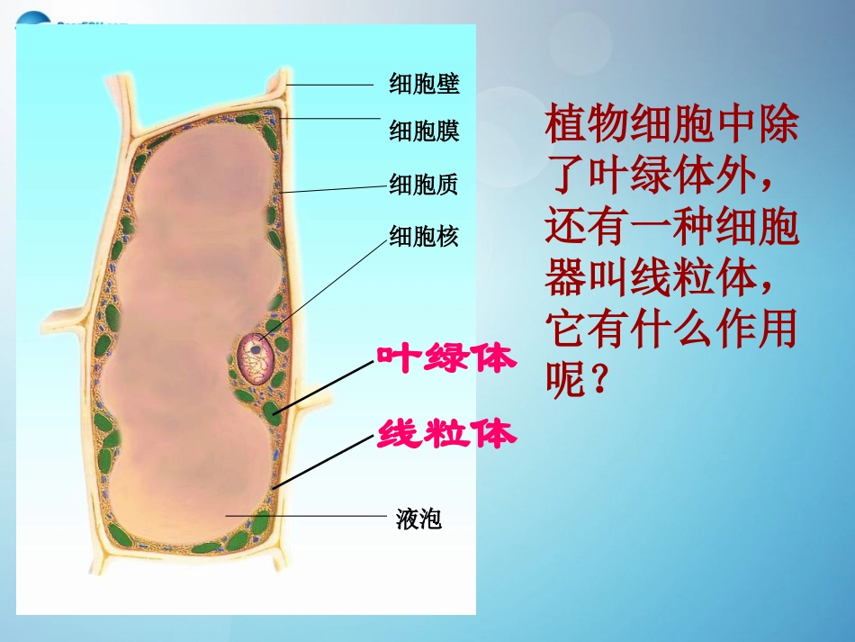 七年级生物上册 3.5.2 绿色植物的呼吸作用课件 （新版）新人教版_第2页