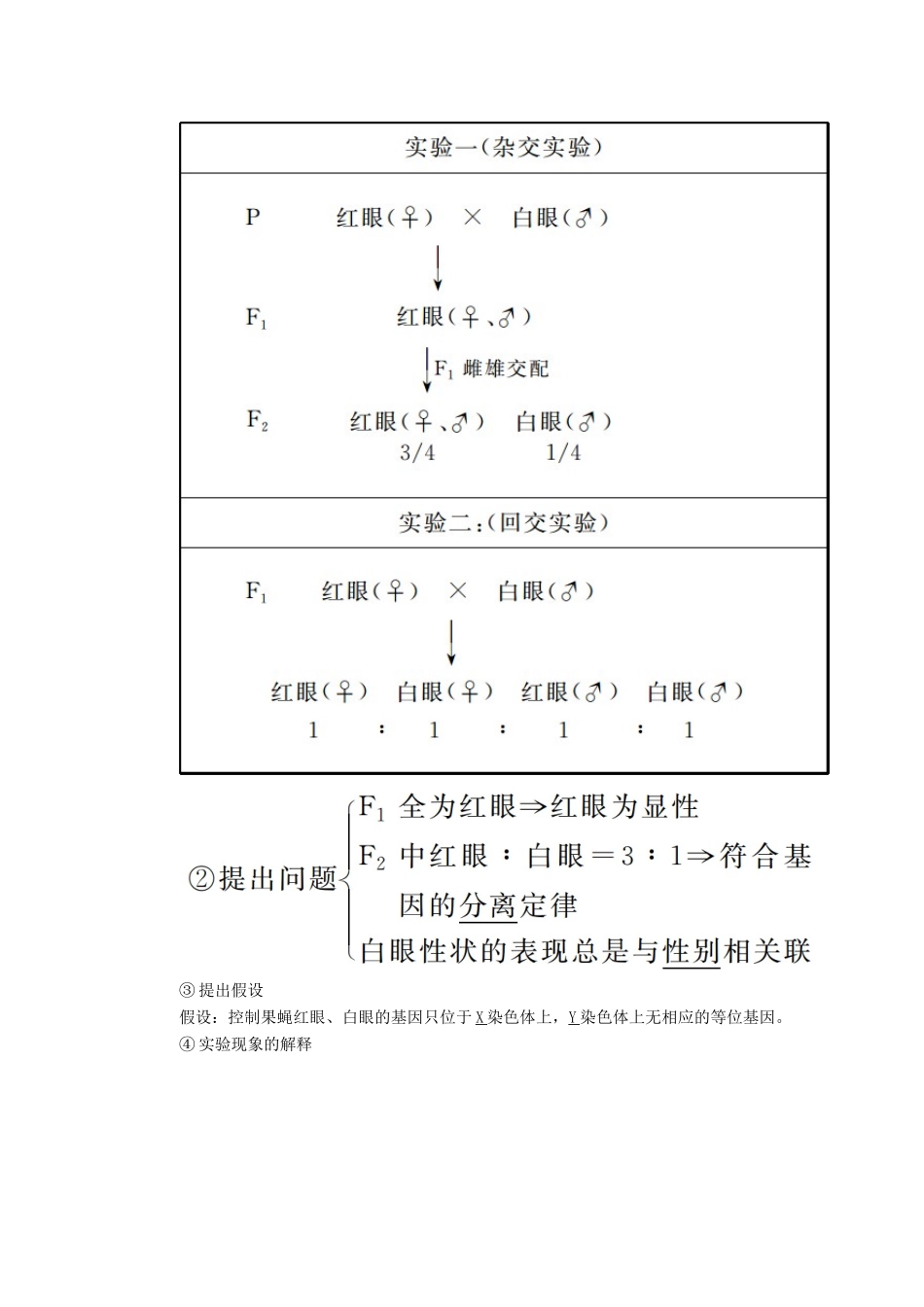 高考生物一轮复习 第五单元 遗传的基本规律 第03讲 基因在染色体上与伴性遗传教案 新人教版-新人教版高三全册生物教案_第3页