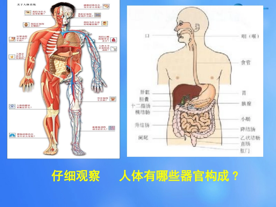 七年级生物上册 第4章 第2节 生物体的器官和系统课件2 北师大版_第3页