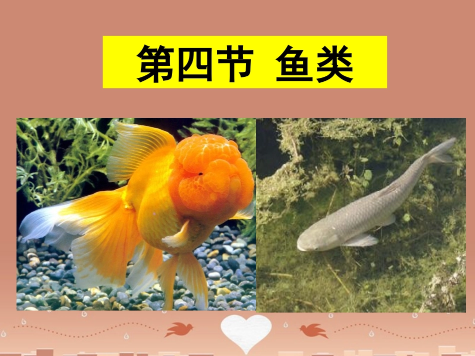 山东省龙口市诸由观镇诸由中学八年级生物上册 1.4 鱼类课件 （新版）新人教版_第1页