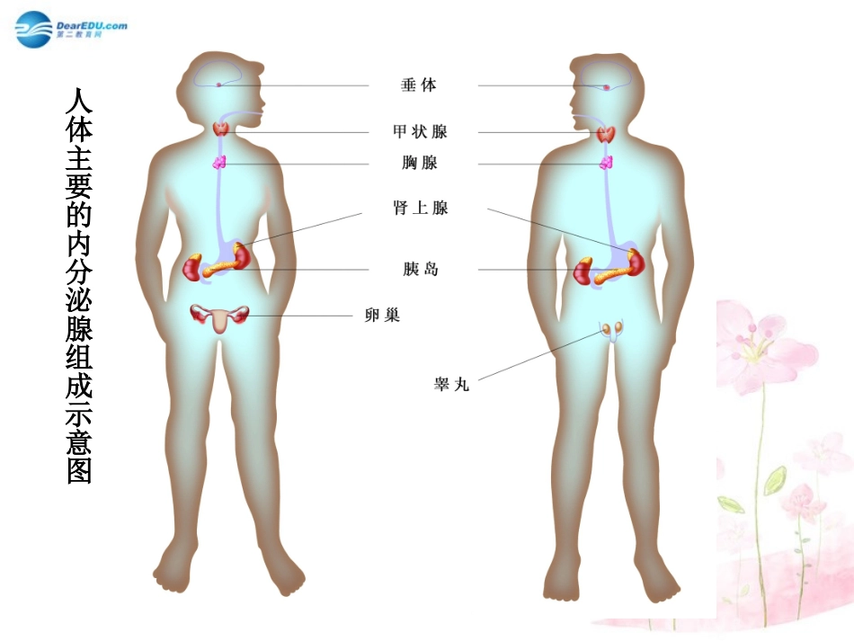 七年级生物下册 第十二章 第一节 人体的激素调节课件4 （新版）苏教版_第3页