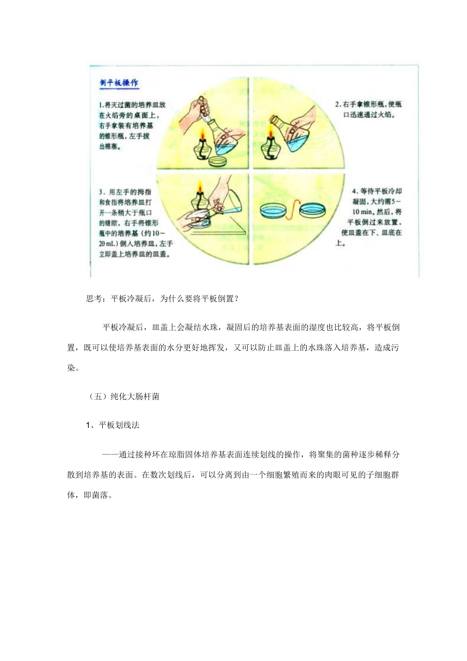高中生物《微生物的培养与应用》教案1 苏教版选修1_第3页