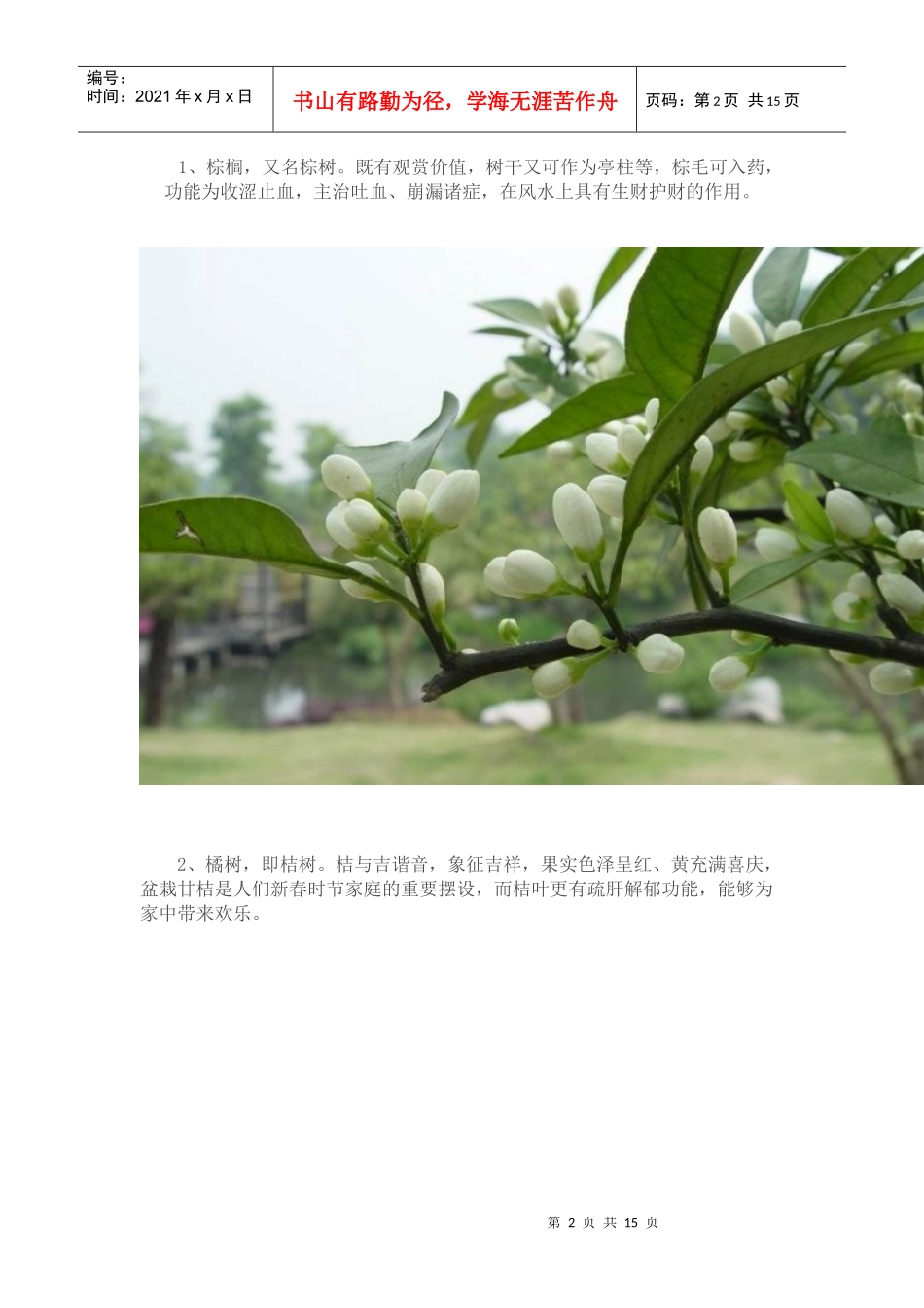 别墅庭院景观设计离不开的13种植物_第2页