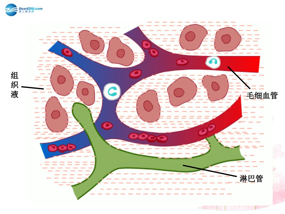 七年级生物下册 第十二章 第一节 人体的激素调节课件1 （新版）苏教版_第3页