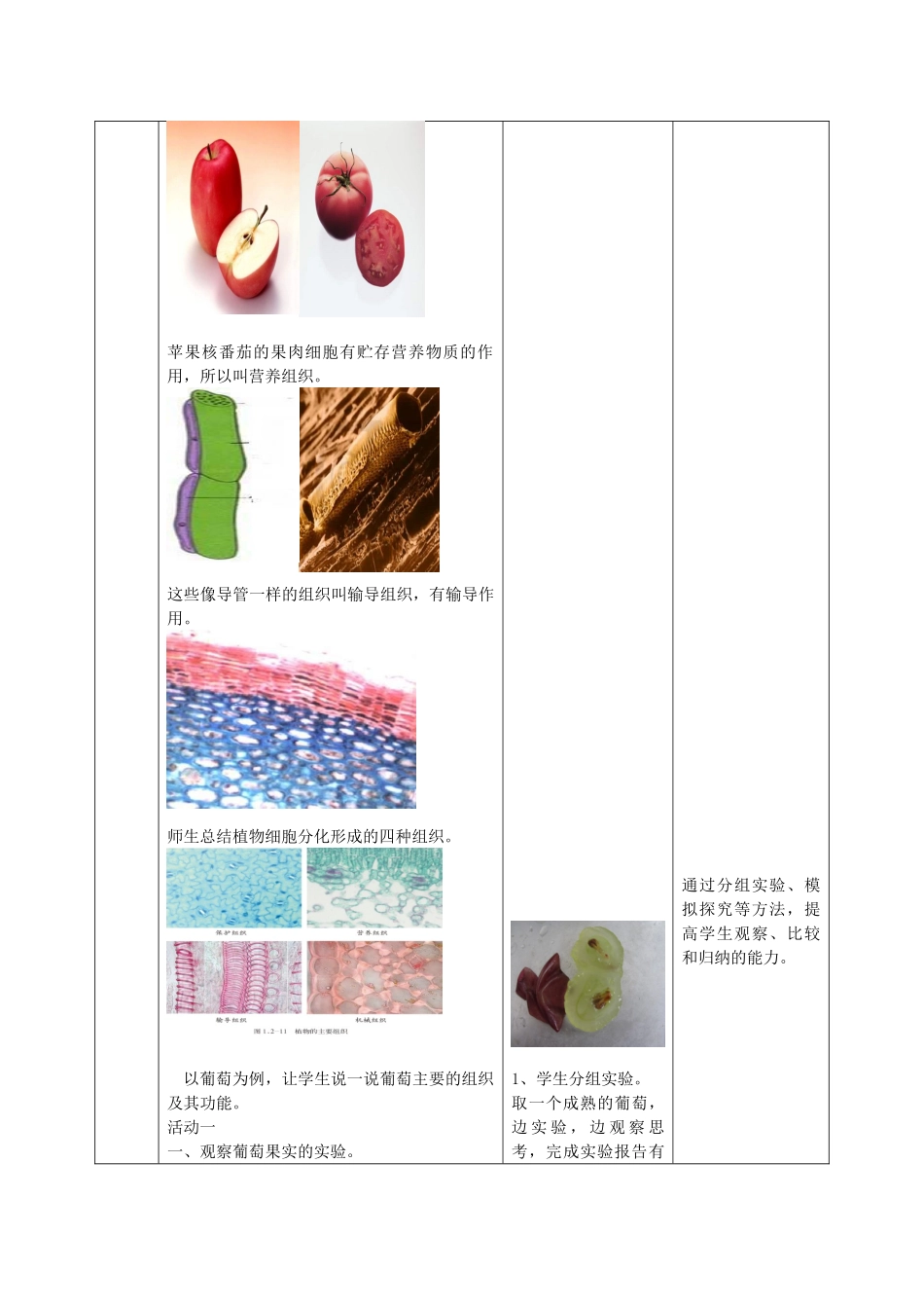 七年级生物上册 1.2.2 细胞的分裂和分化优秀教案 （新版）济南版-（新版）济南版初中七年级上册生物教案_第3页
