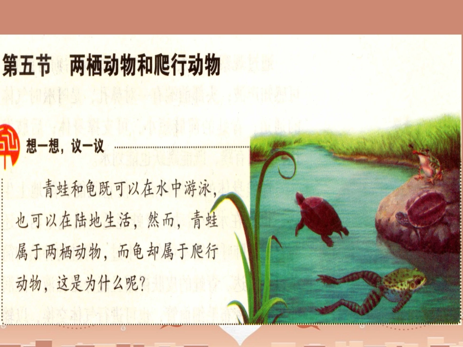 山东省龙口市诸由观镇诸由中学八年级生物上册 1.5 两栖动物和爬行动物课件 （新版）新人教版_第1页