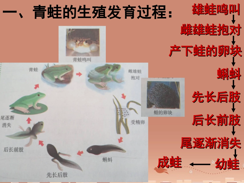 山东省龙口市诸由观镇诸由中学八年级生物上册 1.5 两栖动物和爬行动物课件 （新版）新人教版_第2页