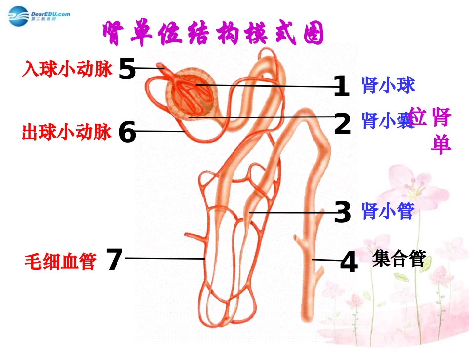 七年级生物下册 第十一章 第二节 人体废物的排出课件4 （新版）苏教版_第2页