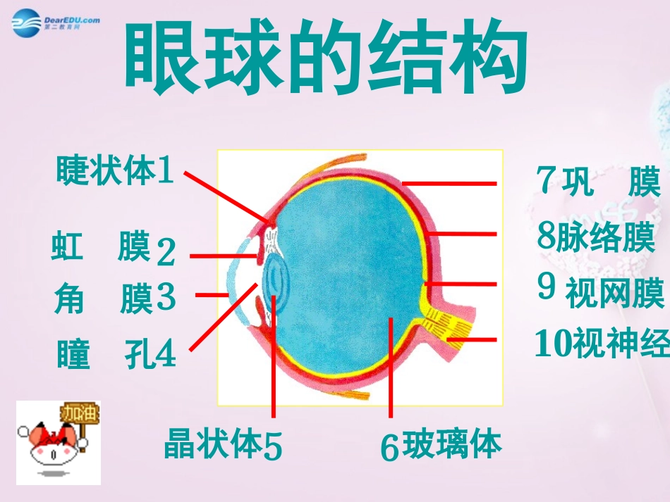 山东省泰安新泰市七年级生物下册 第六章 人体生命活动的调解复习课件 新人教版_第3页
