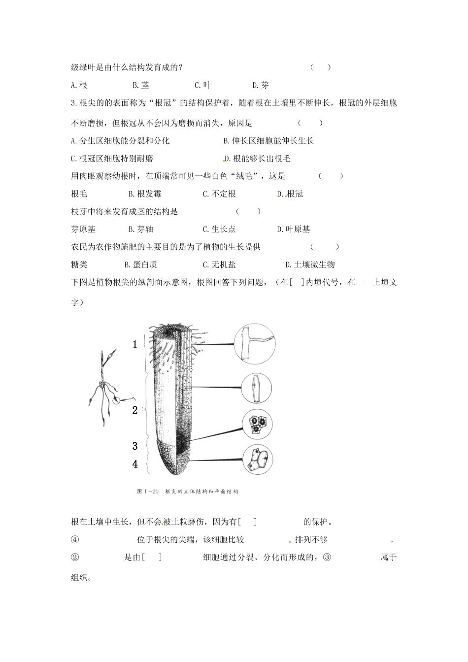 七年级生物上册 3.2.2 植株的生长导学案（无答案）（新版）新人教版_第2页