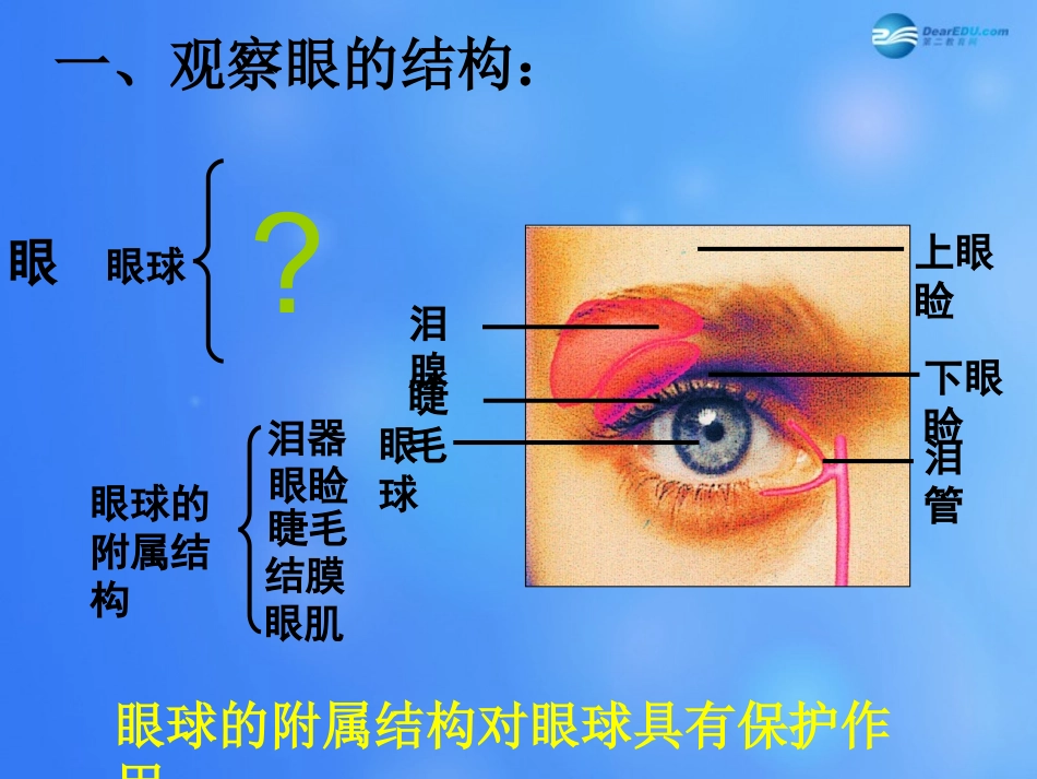 七年级生物下册 第十二章 第三节 人体感知信息课件2 （新版）苏教版_第2页