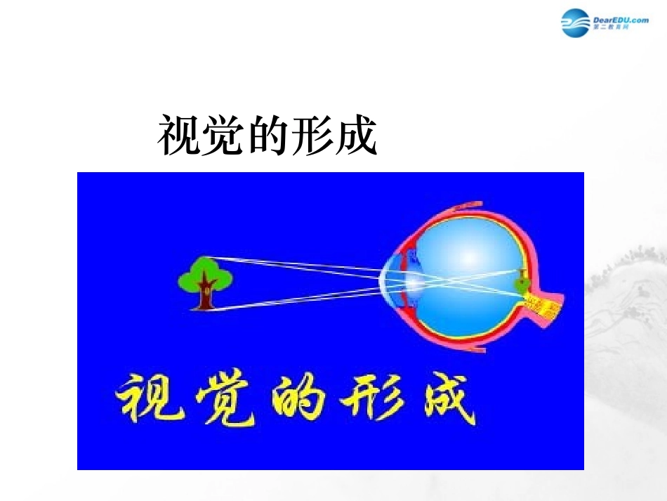 山东省临沂市蒙阴县第四中学七年级生物下册 第四单元 第六章 人体生命活动的调节复习课件 （新版）新人教版_第3页