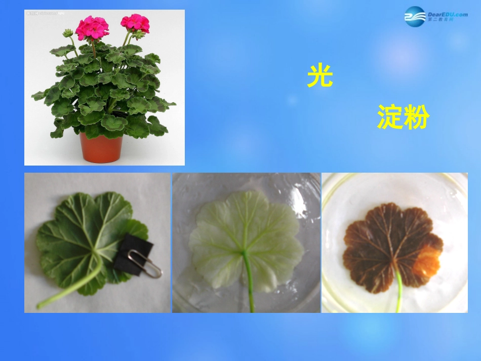 七年级生物上册 第5章 第1节 光合作用课件7 北师大版_第3页