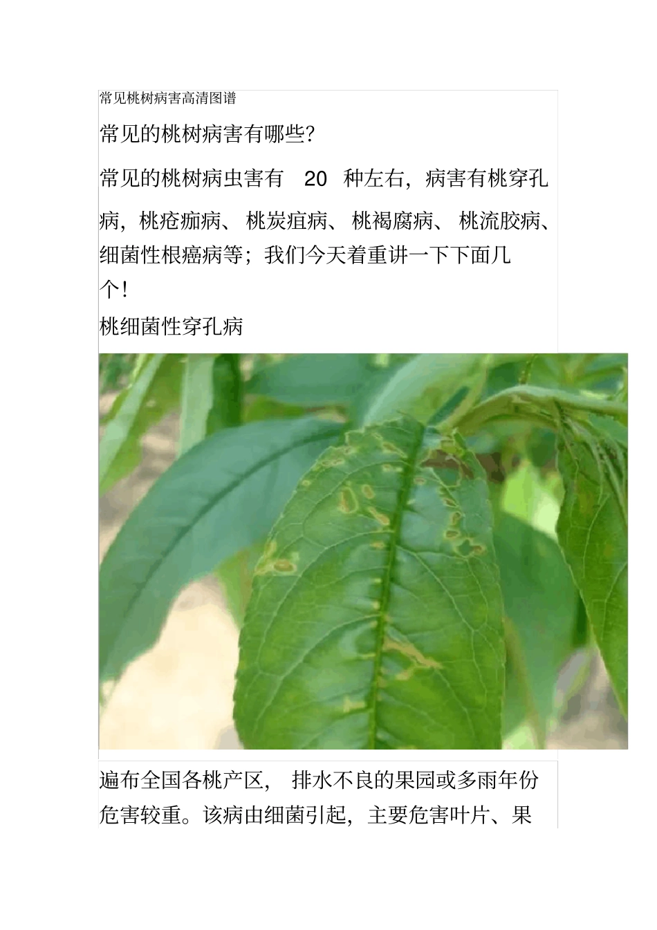 常见桃树病害高清图谱_第2页