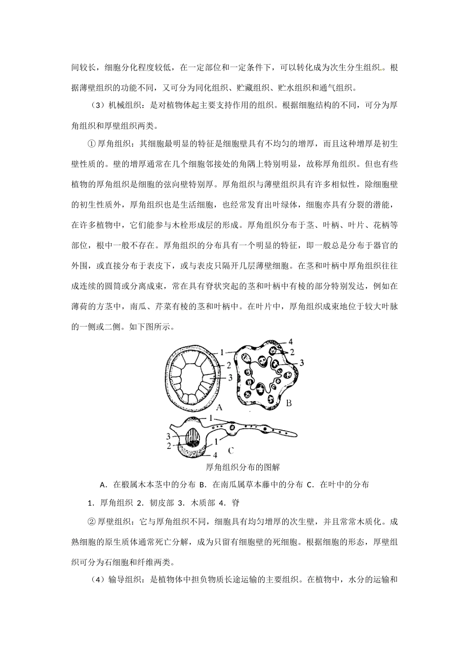 高中生物 第一讲 植物形态解剖竞赛辅导讲座_第3页