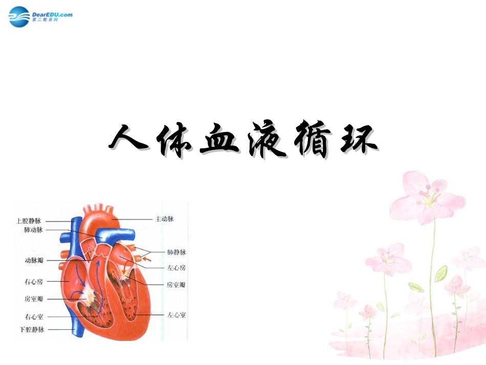 七年级生物下册 第十章 第二节 人体的血液循环课件2 （新版）苏教版_第1页