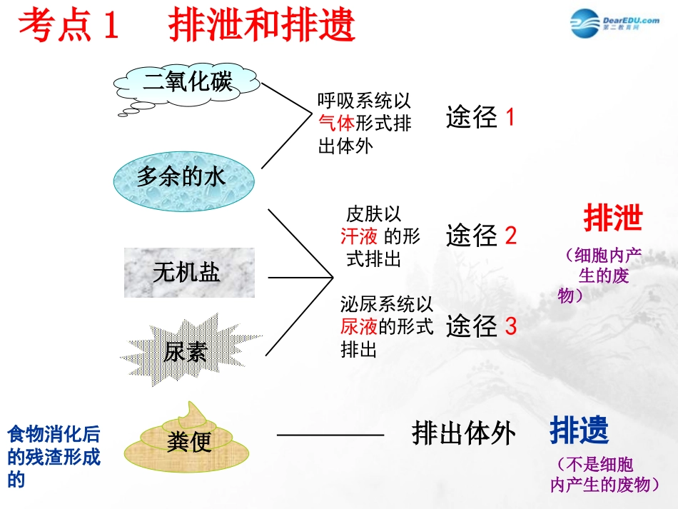 山东省临沂市蒙阴县第四中学七年级生物下册 第四单元 第五章 人体内废物的排出复习课件 （新版）新人教版_第3页