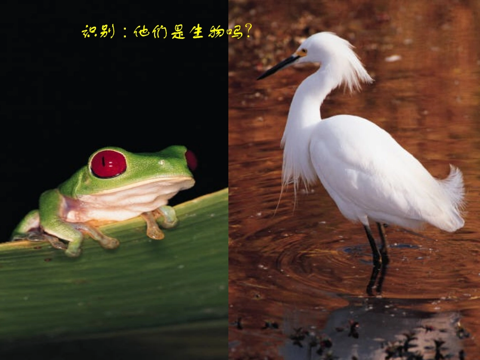 七年级生物上册 1.1.1 生物的特征课件 （新版）新人教版_第2页