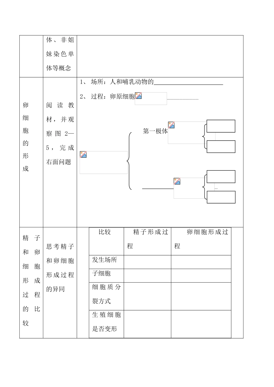 高中生物人教版必修2减数分裂和受精作用1_第3页