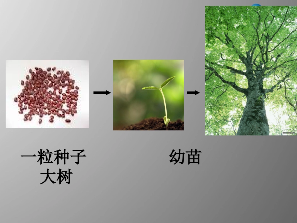 七年级生物上册 2.2.1 细胞通过分裂产生新细胞课件 （新版）新人教版_第2页