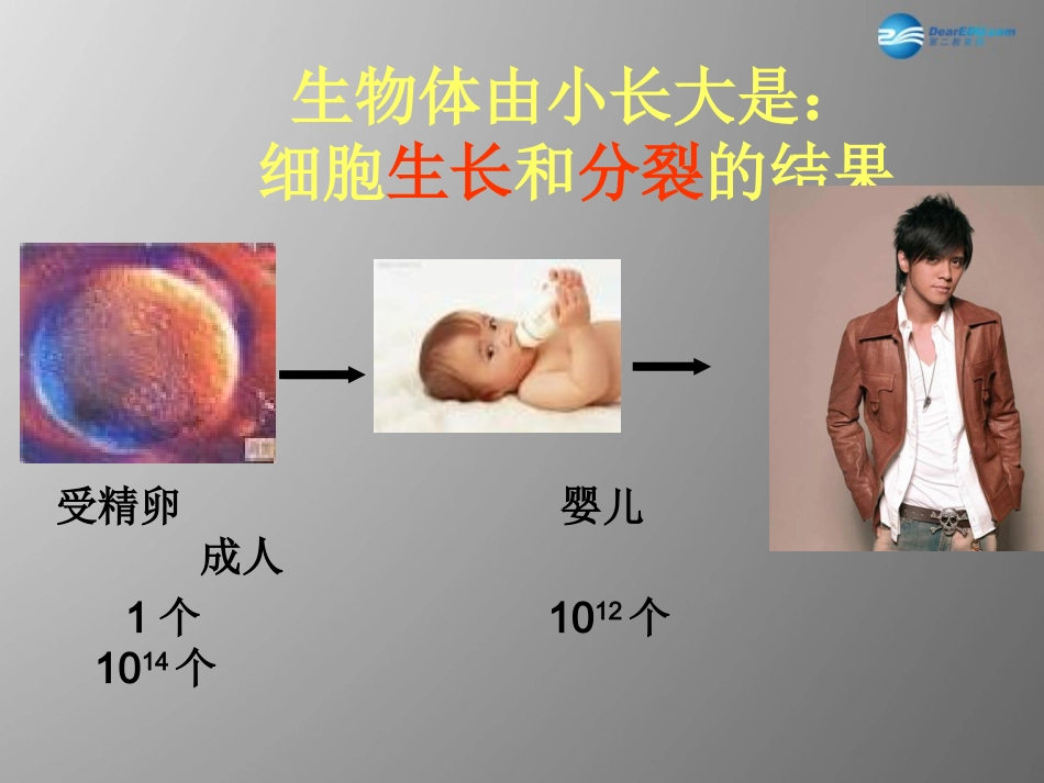 七年级生物上册 2.2.1 细胞通过分裂产生新细胞课件 （新版）新人教版_第3页