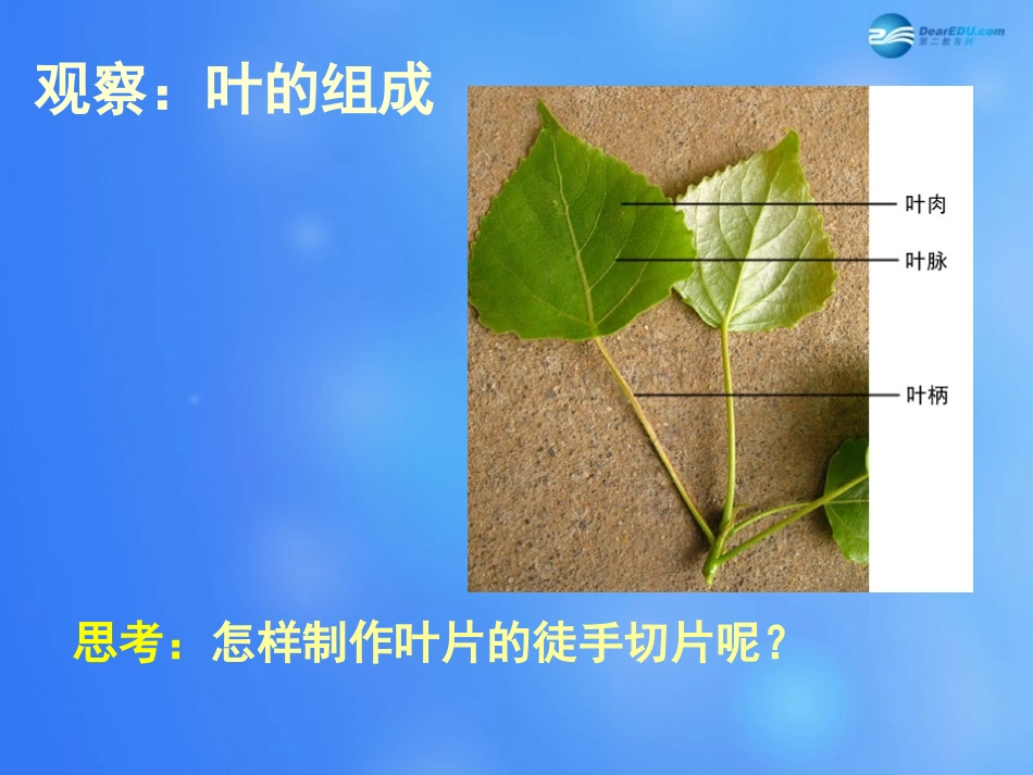 七年级生物上册 第5章 第1节 光合作用课件6 北师大版_第3页