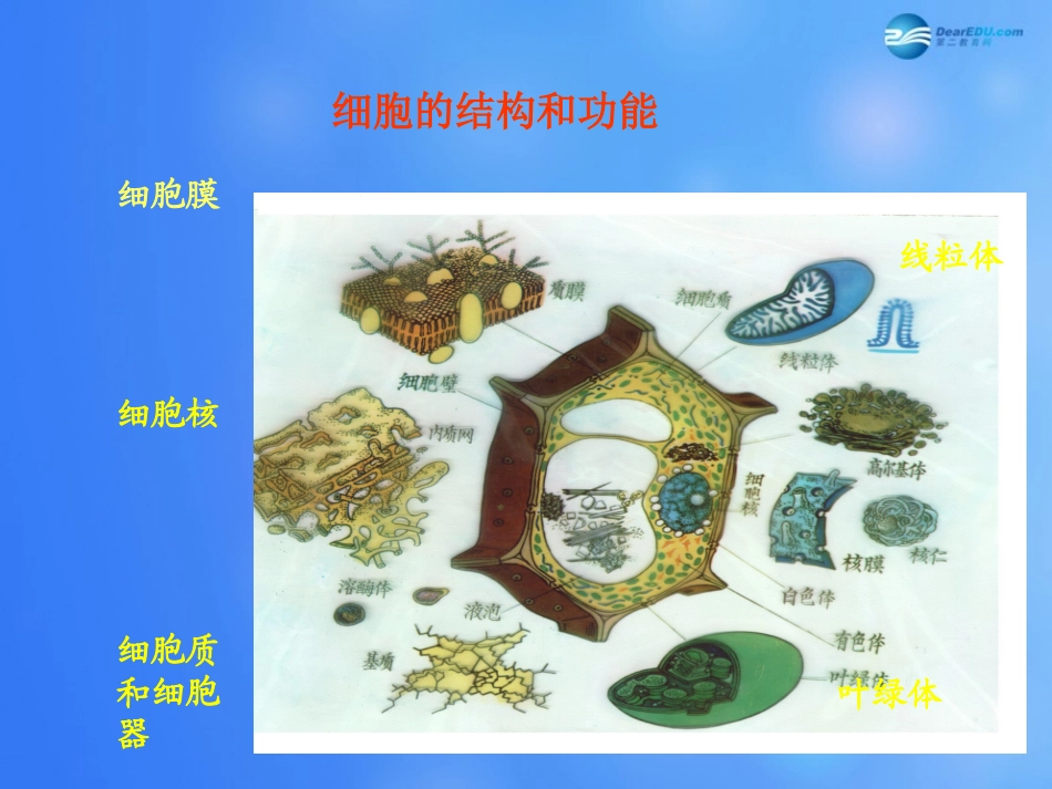 七年级生物下册 第八章 第三节 人体概述课件3 （新版）苏教版_第3页